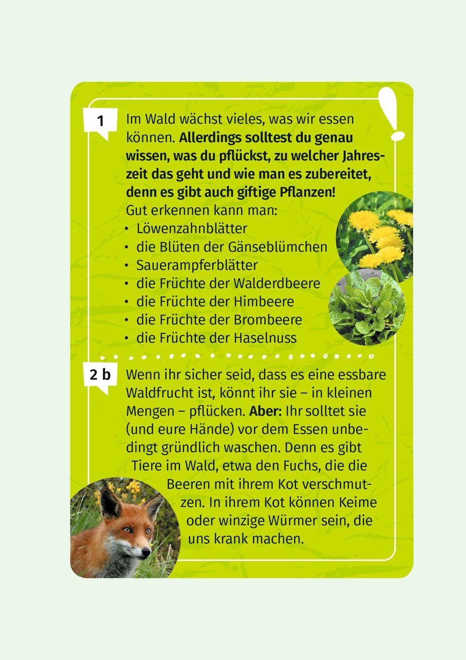 moses. Wissenskarten "Mein Wald-Forscherquiz" - tiny-boon.com